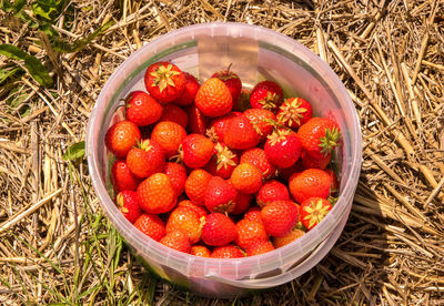 High angle view of strawberries in bowl on field