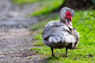 Duck in a field