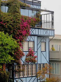 View of flowers in balcony