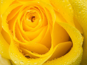 Full frame shot of yellow rose