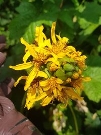 Close-up of yellow flowering plant