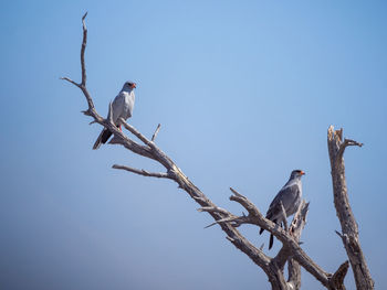 Low angle view of bird perching on tree against clear blue sky