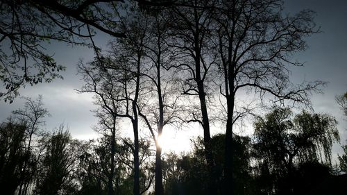 Low angle view of bare trees against sky