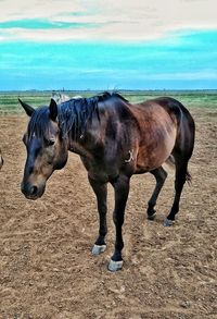 Horses standing on field