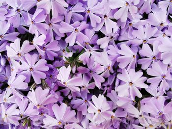 Full frame shot of purple flowering plants