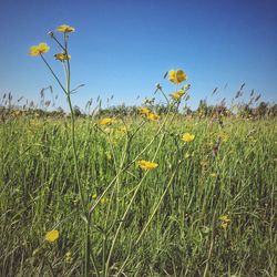 Flowers and plants growing on field against clear sky