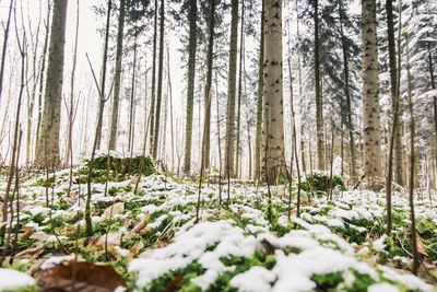 Trees in forest