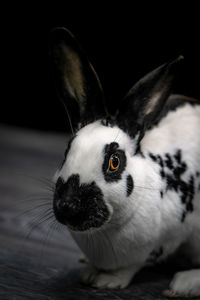 Close-up portrait of rabbit on table against black background