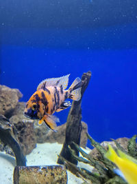 High angle view of fish swimming in sea