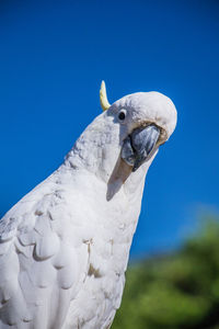 An australian white sulphur crested cockatoo in victoria