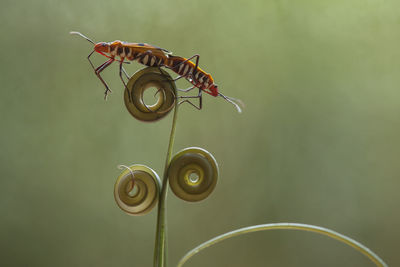 Close-up of a grasshopper