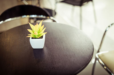 High angle view of potted plant on table