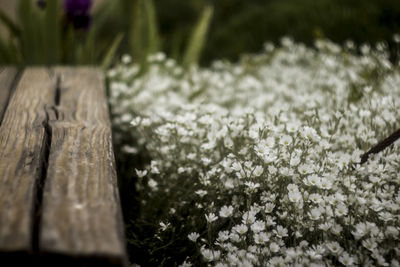 Close-up of plant growing outdoors