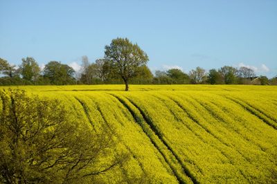 Scenic view of field against clear sky