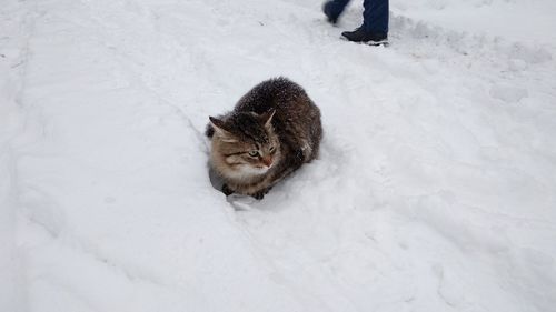 High angle view of lizard on snow