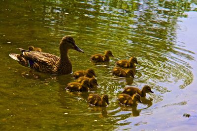 Ducks in a lake