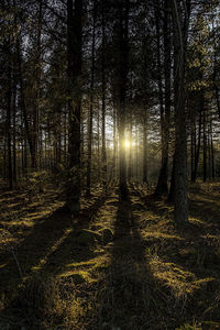 Trees in forest at night