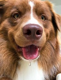 Close-up portrait of a dog