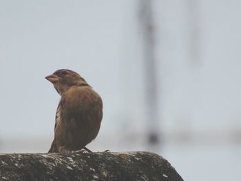 Bird perching on wall