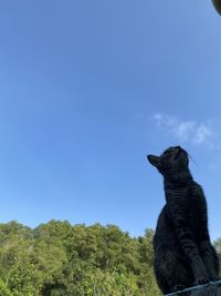 Low angle view of dog looking at blue sky