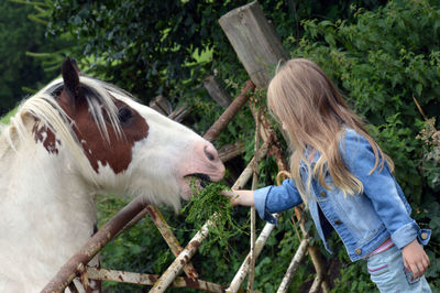 Side view of a horse