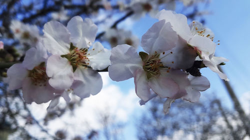 Close-up of cherry blossom