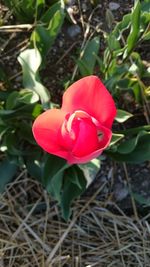 Close-up of red flowers blooming outdoors