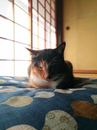 Portrait of cat sitting on bed at home