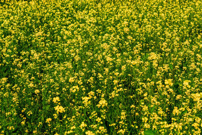 Full frame shot of yellow flowering plants on field