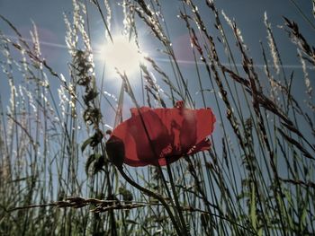 Close-up of red poppy flowers against sky