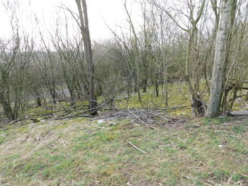 View of bare trees in forest