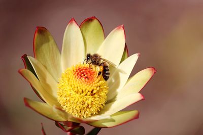 Close-up of bee pollinating on flower