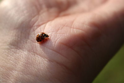 Close-up of insect on hand