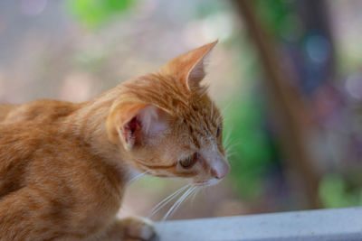 Close-up of a cat looking away