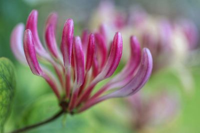 Close-up of pink flower