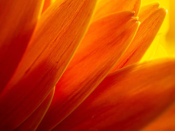 Macro shot of orange flower petal