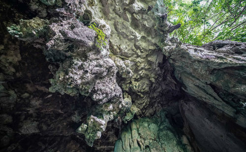 Close-up of rock formation in forest