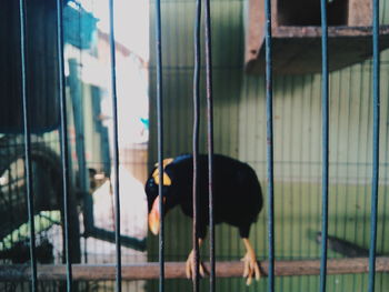 Black dog in cage