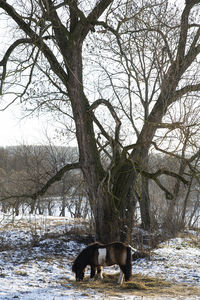 View of two horses on snow covered field