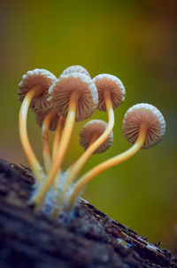 Close-up of mushroom growing on plant
