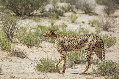 Side view of a cat on land