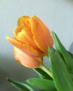 Close-up of yellow flower