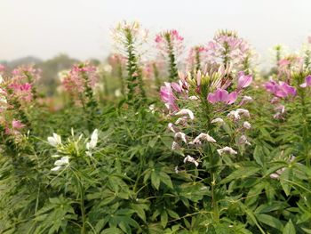 Close-up of plants