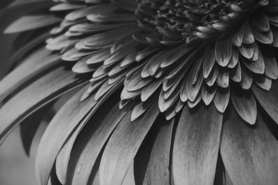 Gerbera daisy in black and white