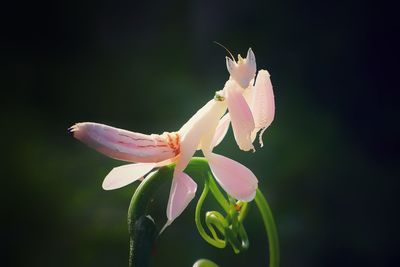 Close-up of insect on flower