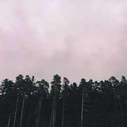 Low angle view of trees against sky