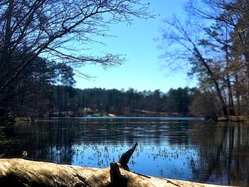 Swan on lake against sky