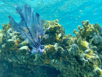 Fish swimming in sea