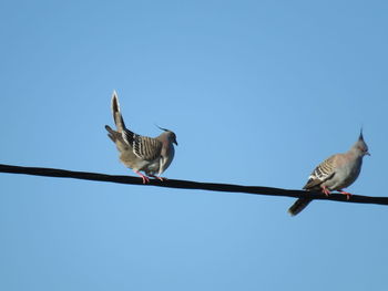 Birds perching on cable against clear sky