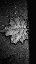 High angle view of maple leaf fallen on dry leaves